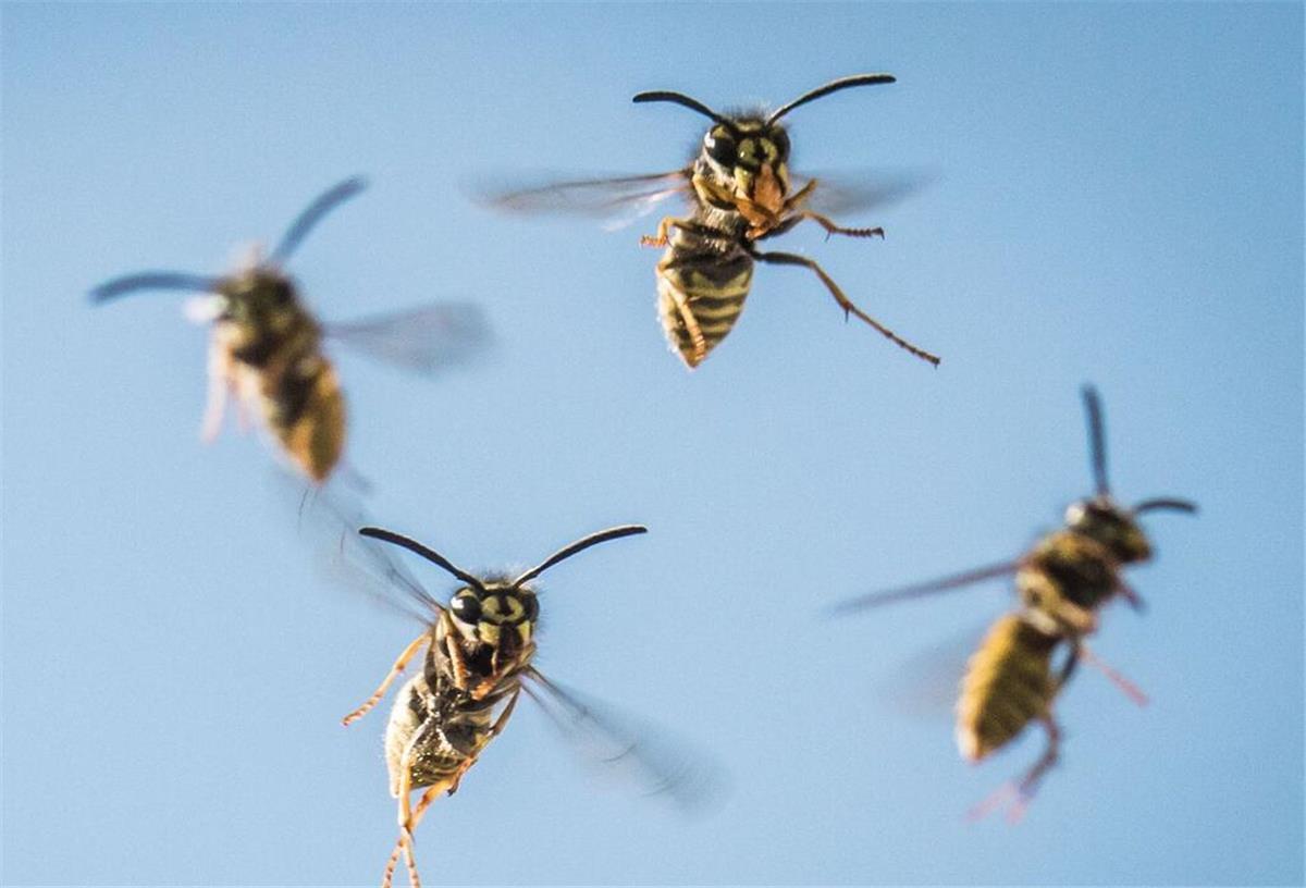 Das mache ich jedes Jahr im August – und Wespen halten sich komplett von mir fern. Mehrere Wespen fliegen durch die Luft.
