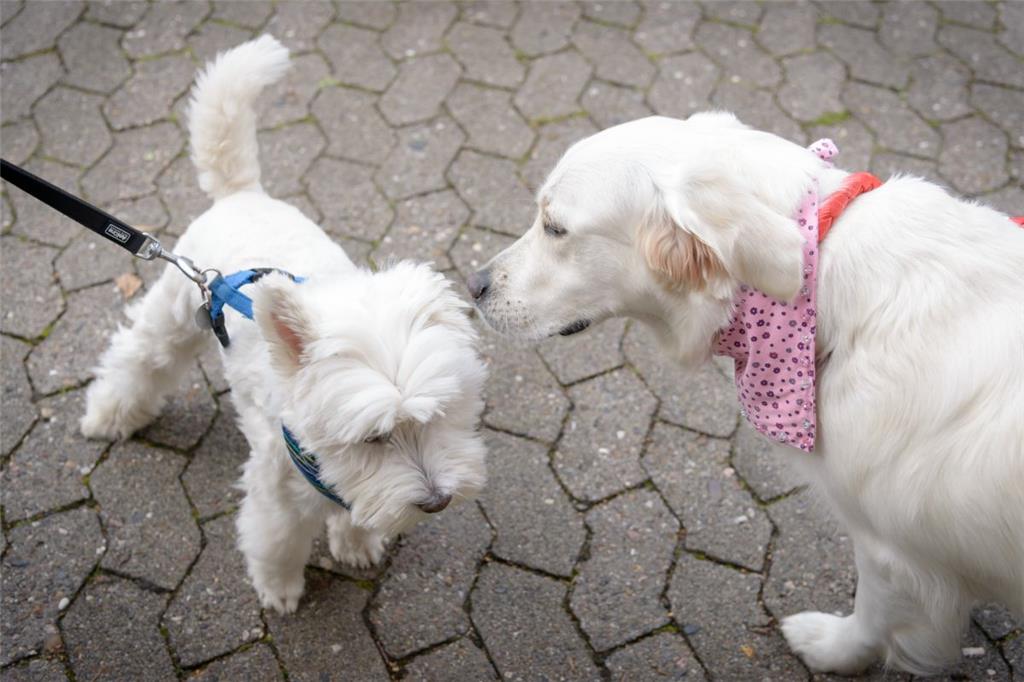 West Highland White Terrier Max (links) sagt Golden Retriever Emma &quot;Hallo&q...