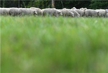 Schafe auf Weide
