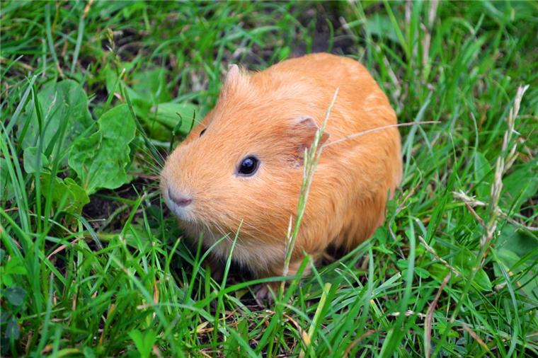 Wie das Meerschweinchen im Kreis Goslar zwischen die alten Klamotten gekommen ist, weiß die Polizei nicht. 