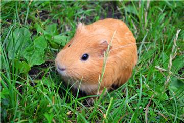Wie das Meerschweinchen im Kreis Goslar zwischen die alten Klamotten gekommen ist, weiß die Polizei nicht. 