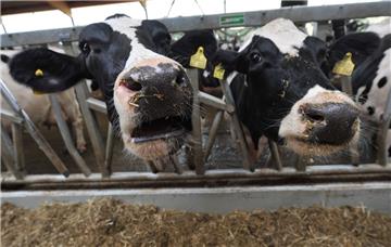 Wie hell ist es in den Rinderställen? Auch mit dieser Frage beschäftigen sich die Mitarbeiter des Veterinäramts. 80 Lux sind per Gesetz für Kälber vorgeschrieben. Die Kreis-Veterinäre möchten dies auch für Rinder, die älter als sechs Monate sind, erreichen. 