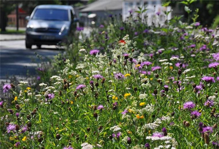 Wie hier an der Elbestraße werden an den Straßen Blühstreifen angelegt.