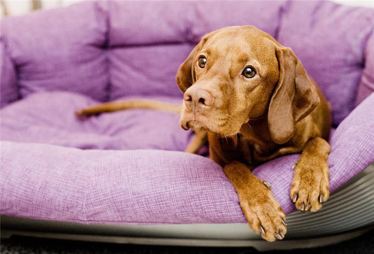 Tierschützer warnen: So lange sollten Hunde maximal alleine bleiben Ein Hund liegt in einem Körbchen.