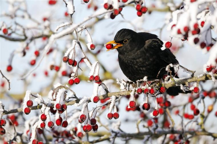 Wie stark ist der Amselbestand eingebrochen? Das will der Naturschutzbund unter anderem aus den Daten der „Stunde der Wintervögel“ herauslesen.