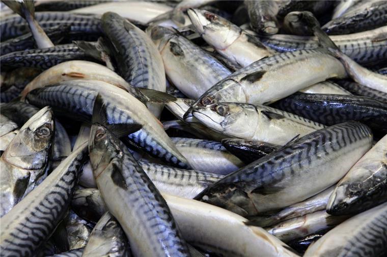 Wie werden die Fische in der Nordsee gezählt?