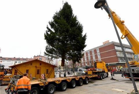 Wie wird denn wohl der große Weihnachtsbaum in diesem Jahr aussehen?