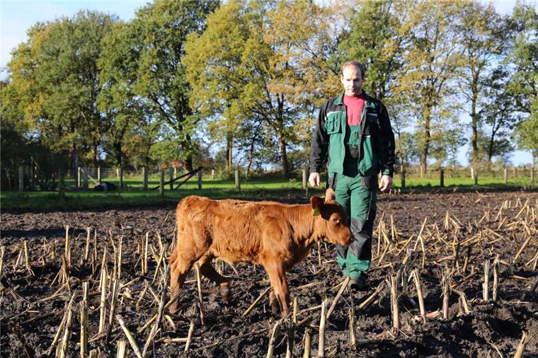 Herde verteidigt Kalb: "Flecki" überlebt Wolfsattacke Die Bisswunden sind inzwischen verheilt: Das Anguskalb „Flecki“ überlebte dank seiner Herde eine Wolfattacke Ende September im Geestmoor. Foto Gehrke