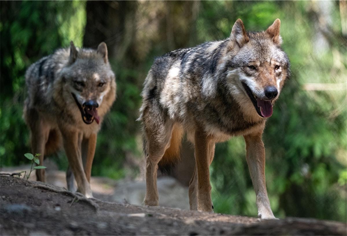 Wieder zwei Wolfsrisse im Cuxland – diesmal in Wehdel. Die Tiere sehen ähnlich aus wie diese beiden Wölfe, die im Bayerwald-Tierpark in Lohberg durchs Gehege gehen.