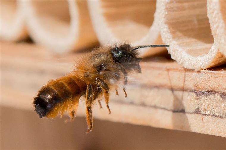 Friedhöfe in Zeven sollen Bienen eine neue Heimat bieten Wildbienen finden auf Friedhöfen ein reichhaltiges Nahrungsangebot, aber viel zu wenige Nistmöglichkeiten. In der Samtgemeinde Zeven will man das ändern.