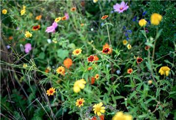 Wildblumen sind eine wichtige Nahrungsquelle für viele Insekten