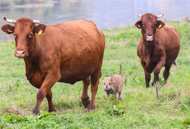 Kuhherde bei Holzminden zieht junges Wildschwein auf Ein kleines Wildschwein läuft zwischen zwei braunen Kühen auf einer Weide an dem Fluss Weser.