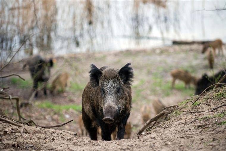 Wildschweine bevorzugen bei den hohen Temperaturen eher vegetarische Kost. Um sich abzukühlen, wälzen sie sich im Schlamm und suchen schattige Plätze auf.