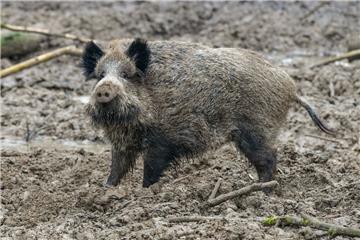 Wildschweine gelten als der Hauptüberträger der Afrikanischen Schweinepest. Sie sollen jetzt stärker bejagt werden.