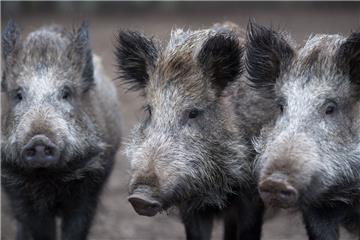 Wildschweine in Stahnsdorf wühlen Gärten und Grünflächen um. Gegen sie scheint kein Kraut gewachsen. 