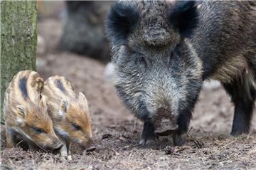 Wildschweine können sich über Essensreste mit dem Erreger anstecken und so die Schweinepest einschleppen.
