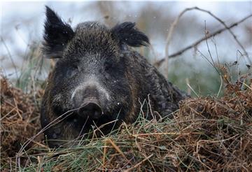 Wildschweine sind nicht nur robuste Tiere, sondern auch recht fruchtbar. Die Jäger müssen sich anstrengen, wenn sie überhaupt nur den Zuwachs beim Schwarzwild begrenzen wollen.