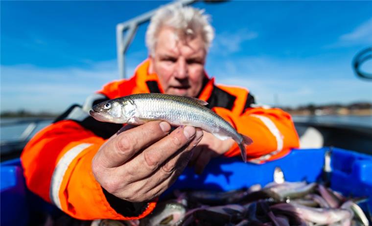 Stintsaison läuft im Norden gut an Wilhelm Grube, Fischer, hält einen frisch gefangenen Stint in seiner Hand. Stinte gelten vor allem im Norden als Delikatesse, doch sind sie in den vergangenen Jahren rar geworden.