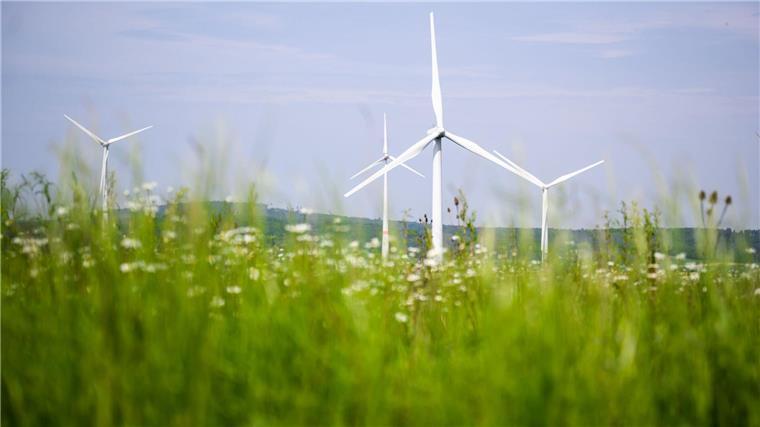 Windräder drehen sich auf einem Feld.