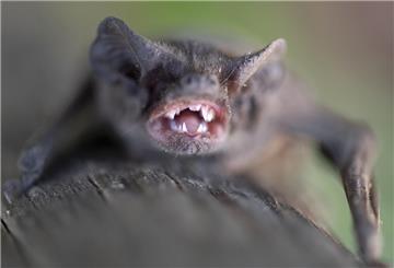 Eine kleine Fledermaus zeigt ihre Zähne.