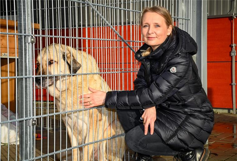 „Wir haben palettenweise Hundefutter erhalten“, sagt Tierheim-Leiterin Amelie Bensch über die Spendenbereitschaft in Corona-Zeiten. Kangal-Hündin „Maxi“ dürfte sich darüber sehr gefreut haben.