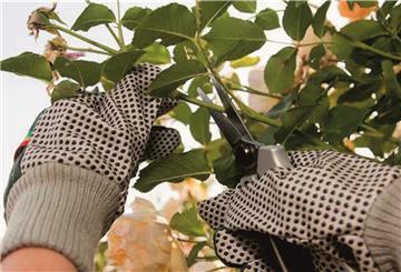 Gartenarbeit
