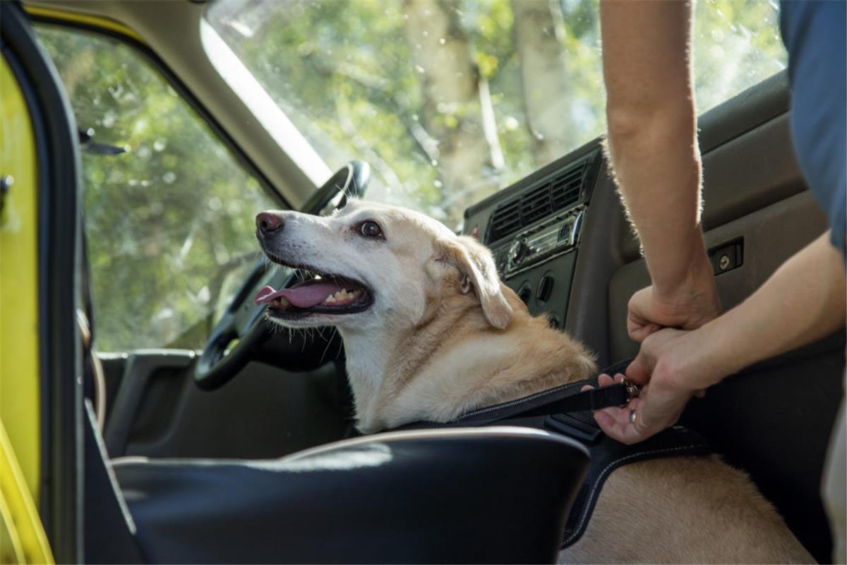 Wird ein Hund im Wagen zurück gelassen kann das schnell tödlich enden.