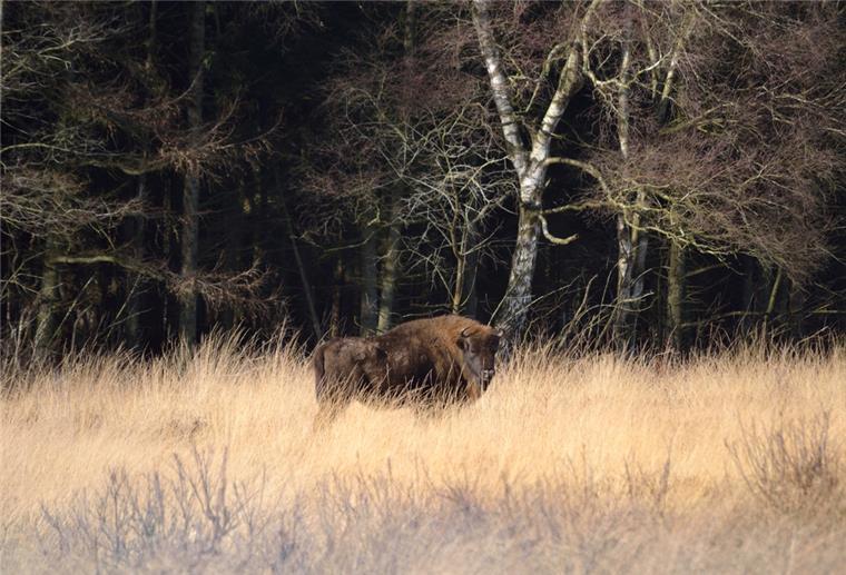 Wisent