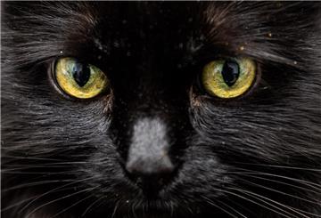 Jagt Ihre Katze Beute zum Spaß? Oder miaut sie scheinbar grundlos? Ein Forscherteam hat einen Test entwickelt, der psychopathische Züge bei Katzen misst.