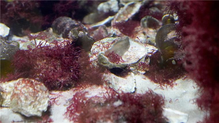 Austernriffe als Wellenbrecher und Küstenschutz Wissenschaftler untersuchen Riffe pazifischer Austern - und hoffen, dass diese Riffe dem Meeresspiegelanstieg in der Nordsee standhalten. (Archivbild)