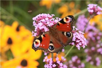 Wo es blüht, da fühlen sich Schmetterlinge und Bienen wohl. Das weiß auch der Tarmstedter Gemeinderat. Er will öffentliche Flächen bepflanzen und so einen Beitrag gegen das Insektensterben leisten.