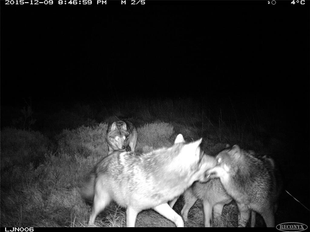 Wölfe sind in der Nacht aktiv – das zeigt auch diese Aufnahme des Rudels im Deze...
