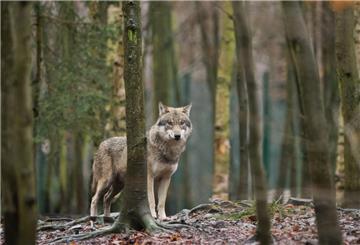 Ein Wolf im Wald.