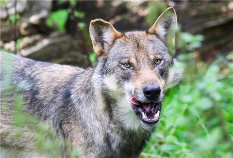 Wölfe stehen in Niedersachsen unter Naturschutz. Der Schutz der Nutztiere vor diesen Beutejägern wird aber deutlich teurer (Archivbild).