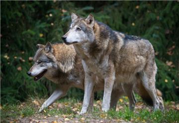 Wölfe und Nutztiere  - ein Thema, das auch in Lamstedt für Aufregung sorgte. 