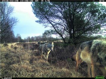 Wölfe unterwegs im Cuxland im Februar 2016: Laut Wolfsberater Kuball bewegen sic...
