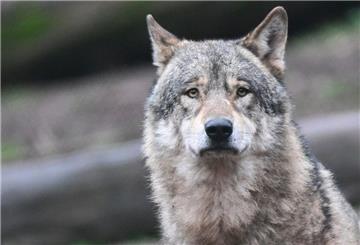 Ein Wolf blickt in Richtung der Kamera.