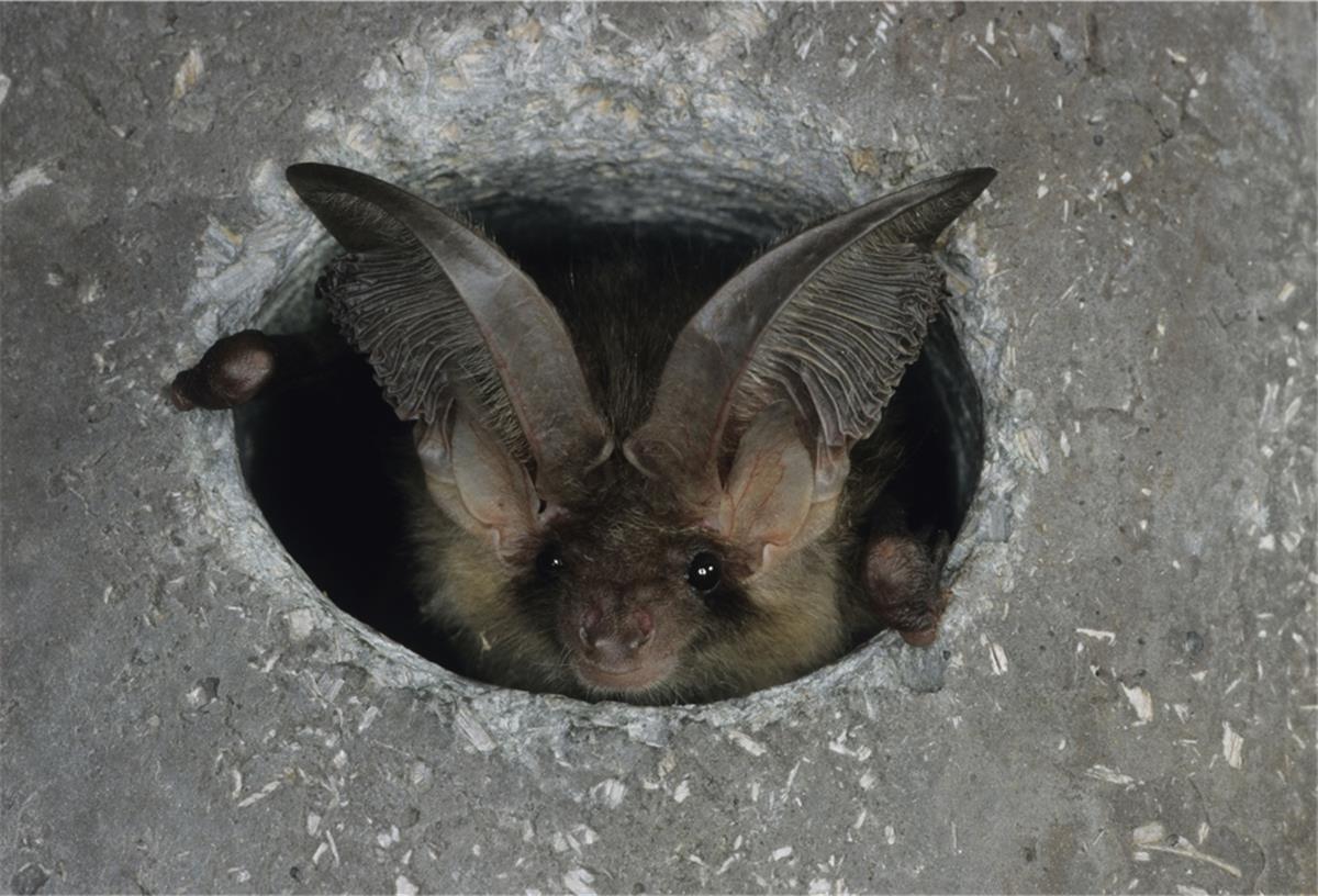 Was ist dran an den Fledermaus-Mythen Woher das Braune Langohr seinen Namen hat, ist auf den ersten Blick zu erkennen. Seine Ohren sind fast so lange, wie sein Körper und nehmen auch noch die kleinsten Geräusche auf.