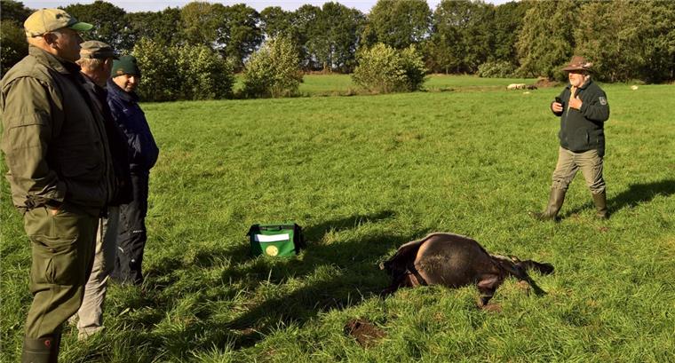 Wolfsberater Hermann Kück (rechts) begutachtete die getöteten Schafe auf der Weide in Albstedts Feldmark. Er vermutet einen Angriff des Wolfes.