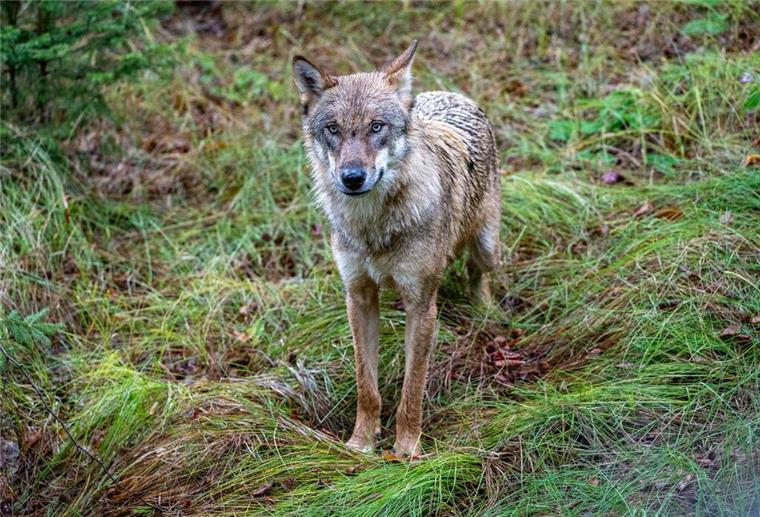 Ein Wolf in freier Wildbahn.