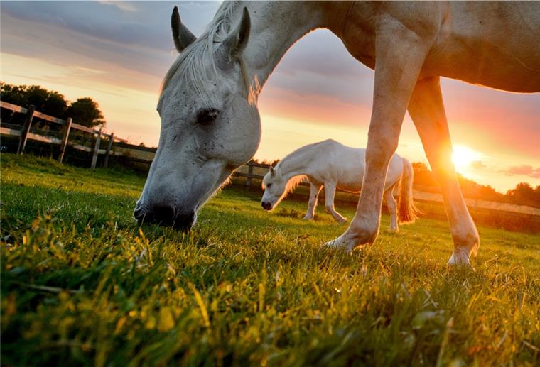 Worauf Pferdehalter achten sollten, um sich und ihre Tiere vor dem Herpes-Virus zu schützen.