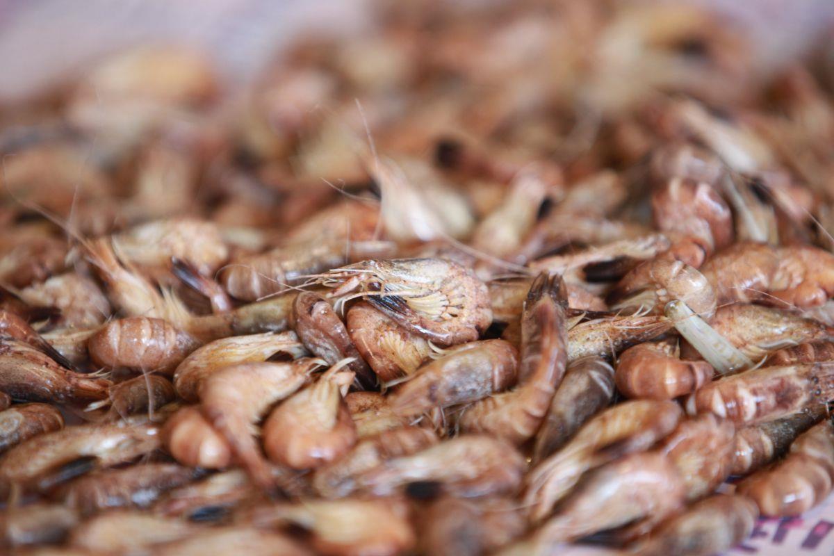 So läuft die Krabbensaison in Wurster Nordseeküste Wurster Nordseeküste: Die Krabbensaison läuft mehr schlecht als recht.