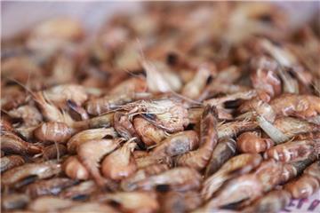 Wurster Nordseeküste: Die Krabbensaison läuft mehr schlecht als recht.