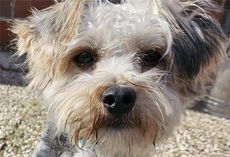 Yorkshire-Mix „Bodo“ muss noch viel lernen.