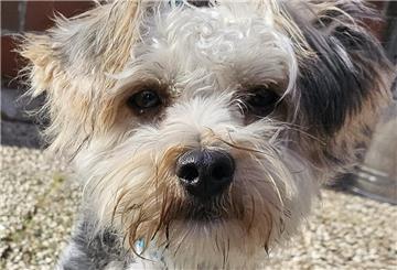 Yorkshire-Mix „Bodo“ muss noch viel lernen.