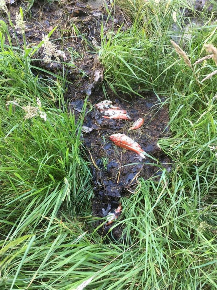 Zahlreiche Goldfische erstickten qualvoll bei Abrissarbeiten auf der Karolinenhöhe.