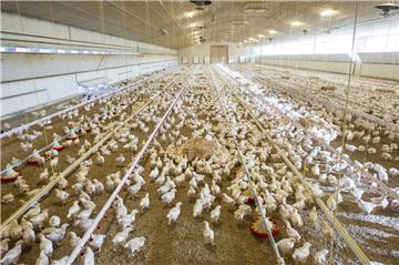 Zahlreiche Masthähnchen, hier in einem Stall in Bayern, sollen künftig auch in zwei Gebäuden bei Bederkesa leben. Derzeit läuft ein Genehmigungsverfahren beim Kreis. Abgelehnt werden kann der Bau – rein rechtlich – jedoch nur, wenn Grenzwerte oder öffentliche Belange gestört werden.