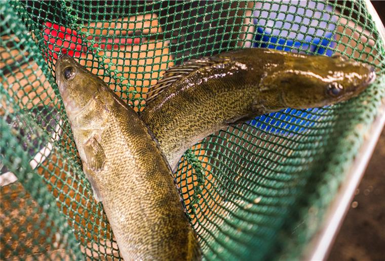 Aquakultur als Idee für Bremerhaven? Zander (Foto), Buntbarsche oder afrikanischer Wels: Es gibt genügend Fischarten, die sich für Aquakulturanlagen eignen.