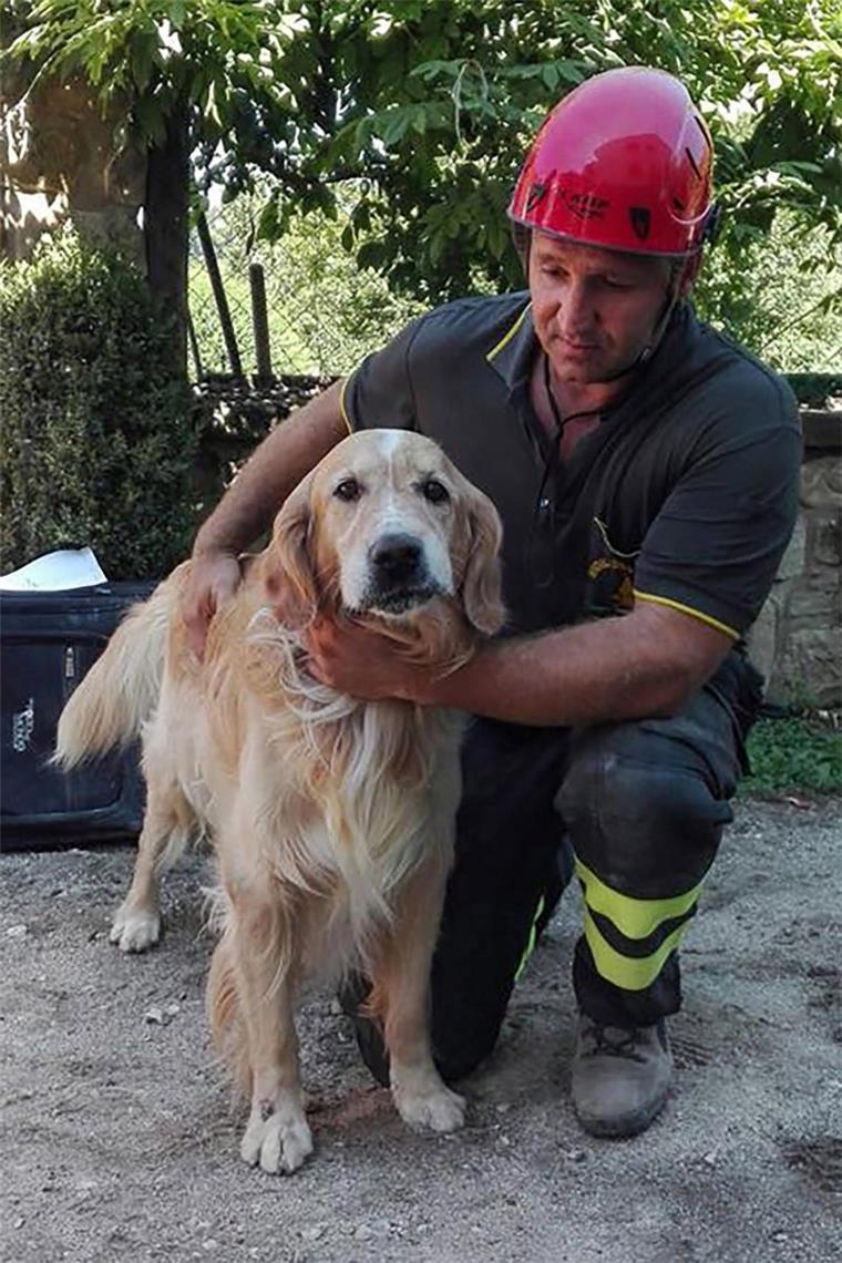 Zehn Tage nach dem verheerenden Erdbeben in Italien haben Rettungskräfte Golden Retriever Romeo gerettet.