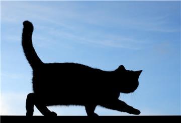 Silhouette einer Katze